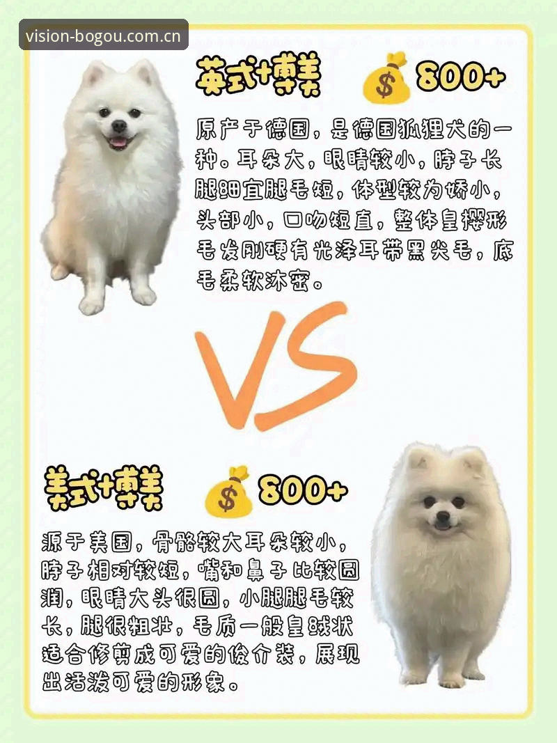 博狗BOGOU视觉升级版安全吗 博狗视觉升级版安全吗?老版本vs新版本,我选哪个?